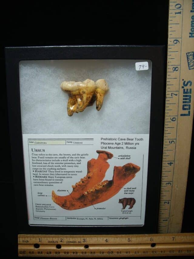 Fossilized Cave Bear Molar (050224b)