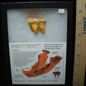 Fossilized Cave Bear Molar (050224c)