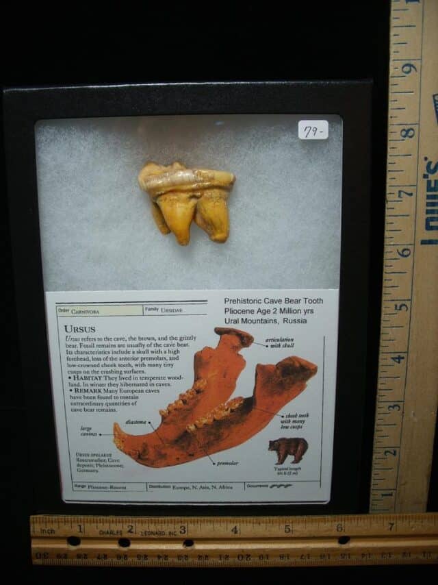 Fossilized Cave Bear Molar (050224c)