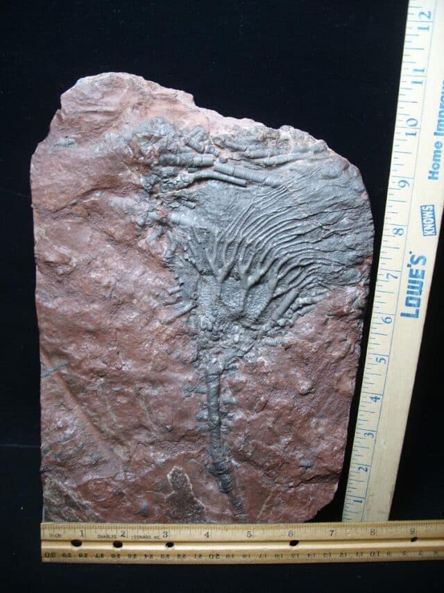 Fossil Crinoid With Head & Stem (051524a) - Image 3