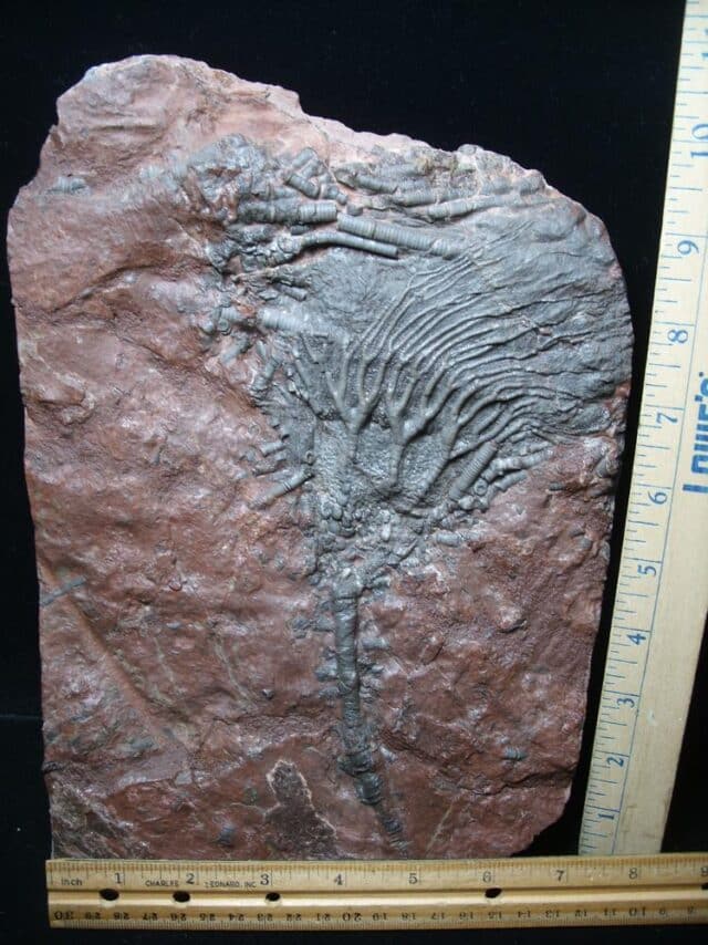 Fossil Crinoid With Head & Stem (051524a) - Image 2