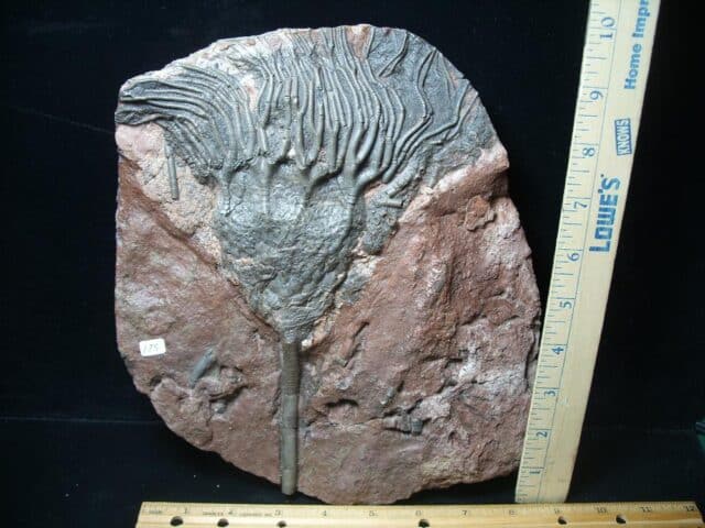 Fossil Crinoid With Head & Stem (051524d)