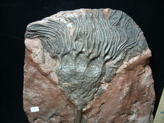 Fossil Crinoid With Head & Stem (051524d) - Image 2