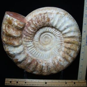 Large Natural Ammonite (051524f)