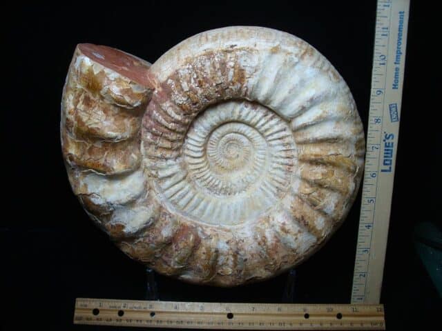 Large Natural Ammonite (051524f)