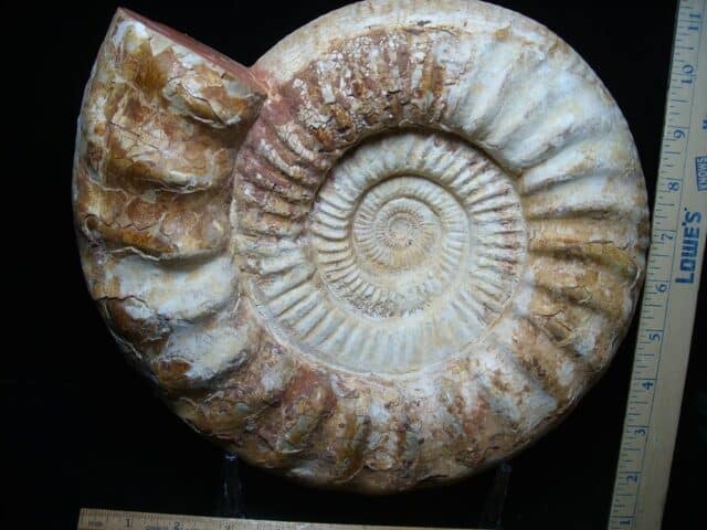 Large Natural Ammonite (051524f) - Image 2