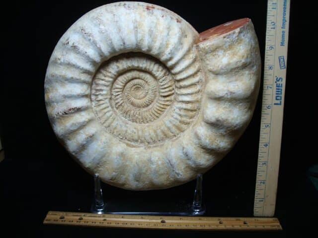 Large Natural Ammonite (051524f) - Image 3