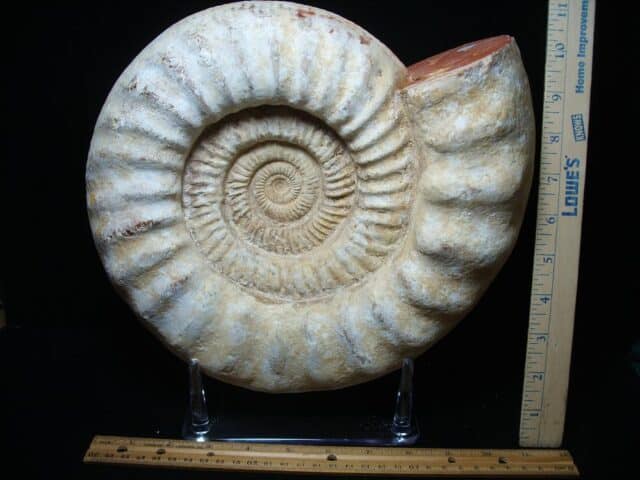 Large Natural Ammonite (051524f) - Image 4