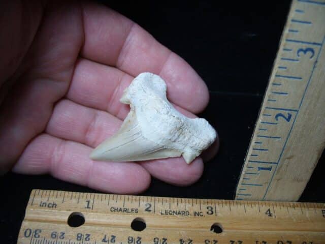 Fossil Shark Tooth  (051524n)