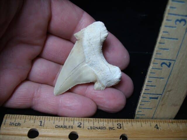 Fossil Shark Tooth  (051524n) - Image 2