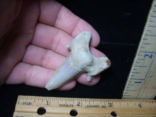 Fossil Shark Tooth  (051524p)