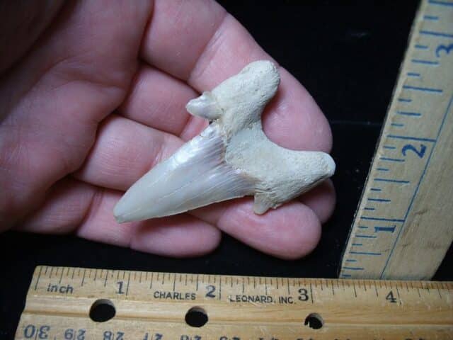Fossil Shark Tooth  (051524p) - Image 2