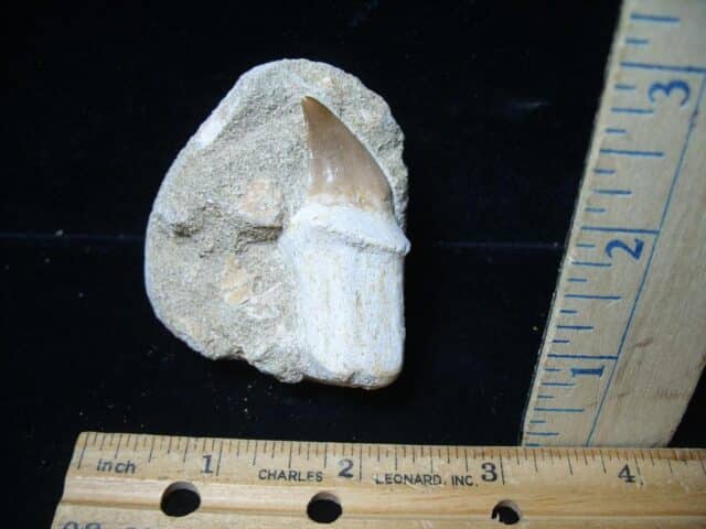 “Natural” Mosasaur Tooth in Rock (051524s)