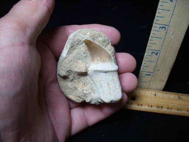 “Natural” Mosasaur Tooth in Rock (051524s) - Image 2