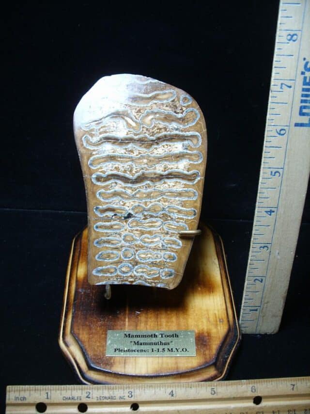 Sliced & Polished Mammoth Molar  (051824a) - Image 4
