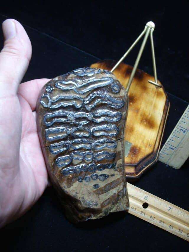 Sliced & Polished Mammoth Molar  (051824a) - Image 3