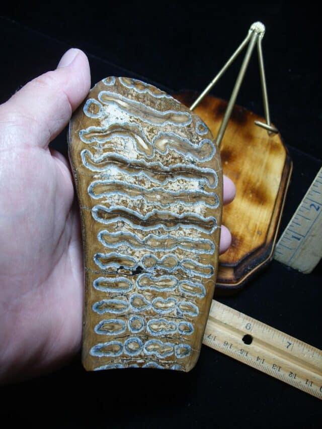 Sliced & Polished Mammoth Molar  (051824a) - Image 2