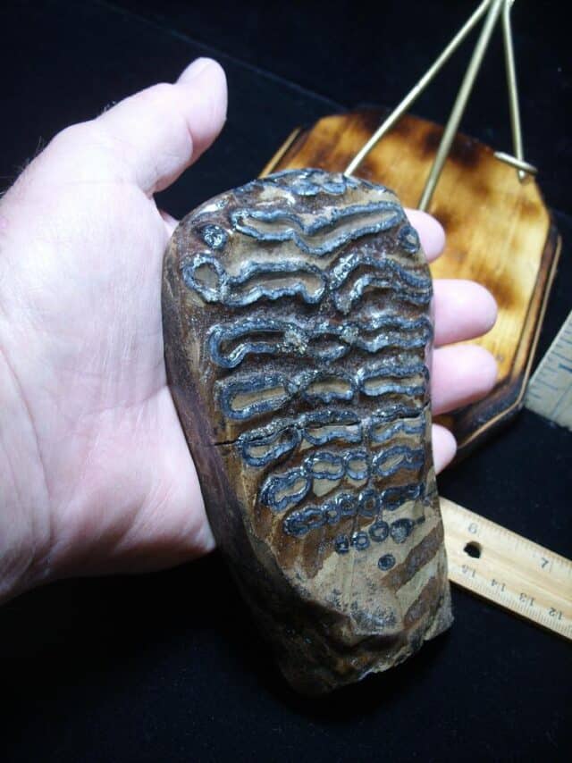 Sliced & Polished Mammoth Molar  (051824a)