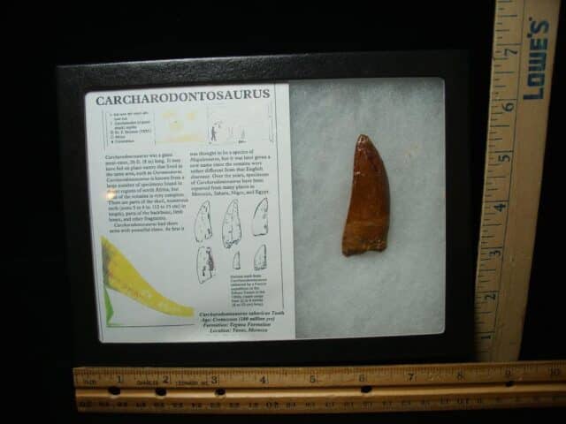Charcarodontosaurus  Dinosaur Tooth (052024b)