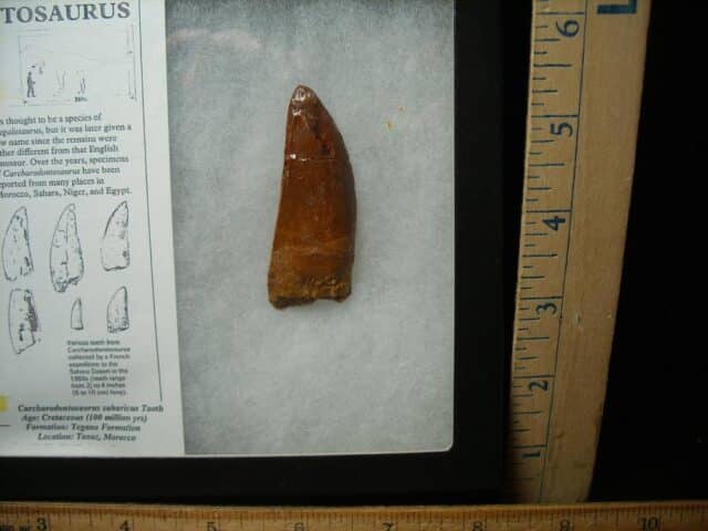 Charcarodontosaurus  Dinosaur Tooth (052024b) - Image 2