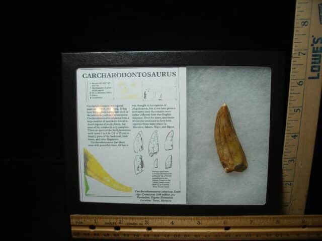 Charcarodontosaurus  Dinosaur Tooth (052024c)