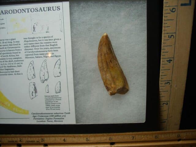 Charcarodontosaurus  Dinosaur Tooth (052024c) - Image 2