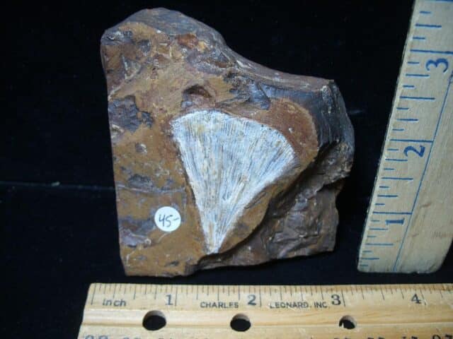 Fossil Ginkgo Leaf (051824f)