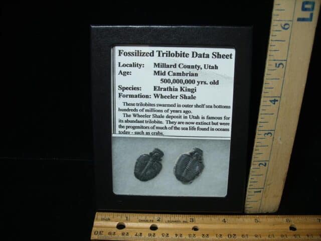 Fossil  Elrathia Trilobites (052624a)