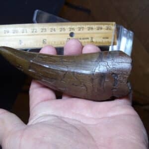 "Premium" T-rex Dinosaur Tooth (013025d)