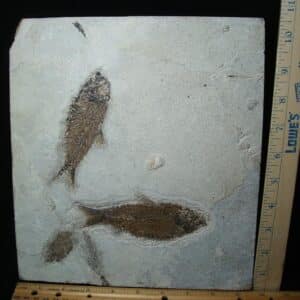 Fossilized “Green River” Fish (062924a)