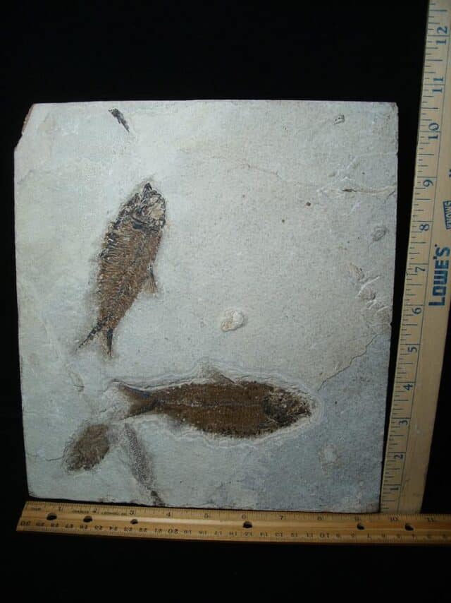Fossilized “Green River” Fish (062924a)