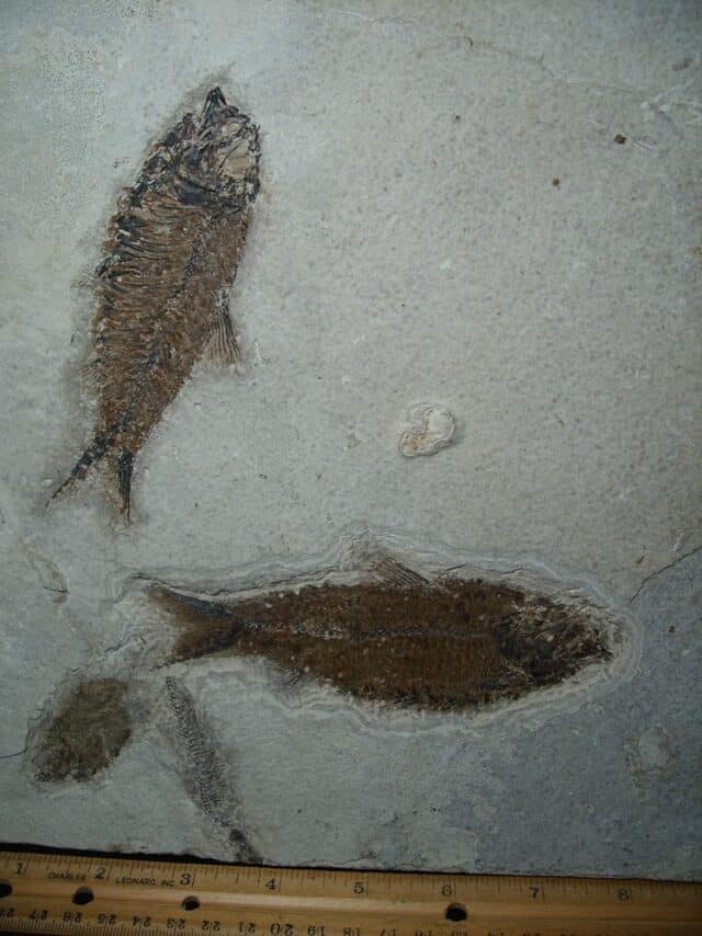 Fossilized “Green River” Fish (062924a) - Image 2