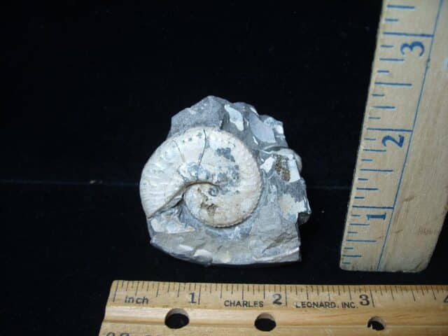 Fox Hills Fossil Ammonite  (020321h)* “SPECIAL - BELOW DEALER COST ” *