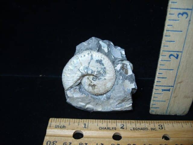 Fox Hills Fossil Ammonite  (020321h)* “SPECIAL - BELOW DEALER COST ” * - Image 2
