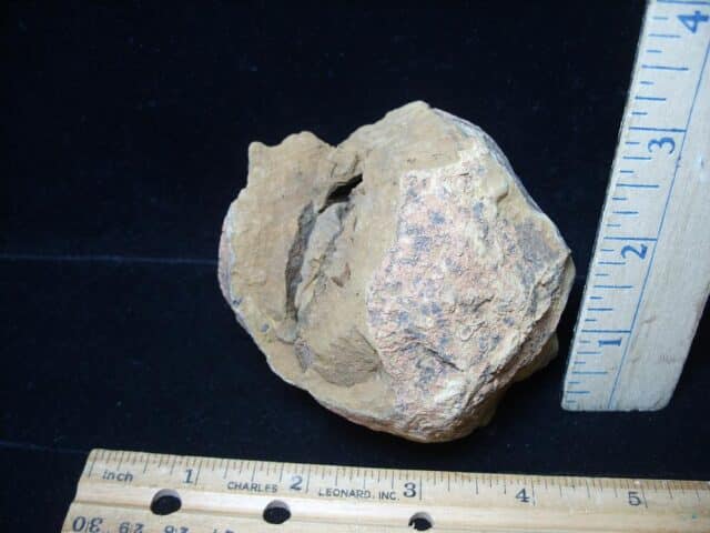 Fossilized Trilobite Nodule – Calymene tristani (062924c) - Image 2