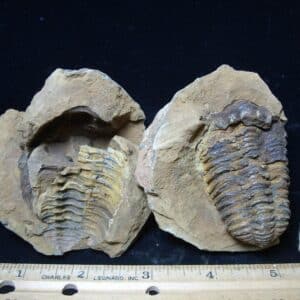 Fossilized Trilobite Nodule – Calymene tristani (062924c)