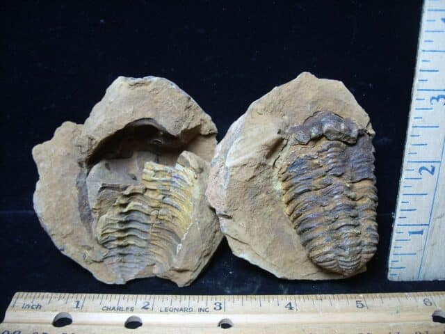Fossilized Trilobite Nodule – Calymene tristani (062924c)