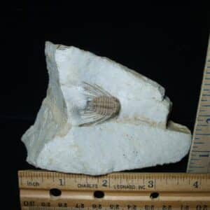 Fossilized Trilobite – Ketternaspis  williamsi (062924f)