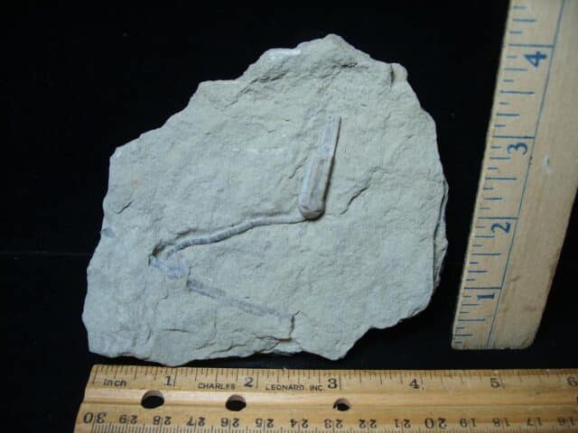 Indiana Fossil Crinoid (063624a)