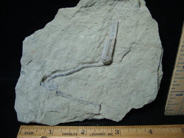 Indiana Fossil Crinoid (063624a) - Image 2