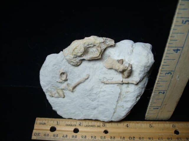Fossilized Rabbit Skull and Bones(070224a)