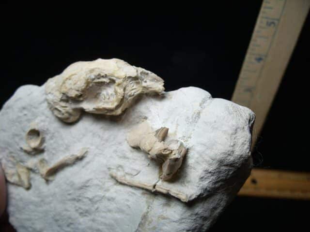 Fossilized Rabbit Skull and Bones(070224a) - Image 3