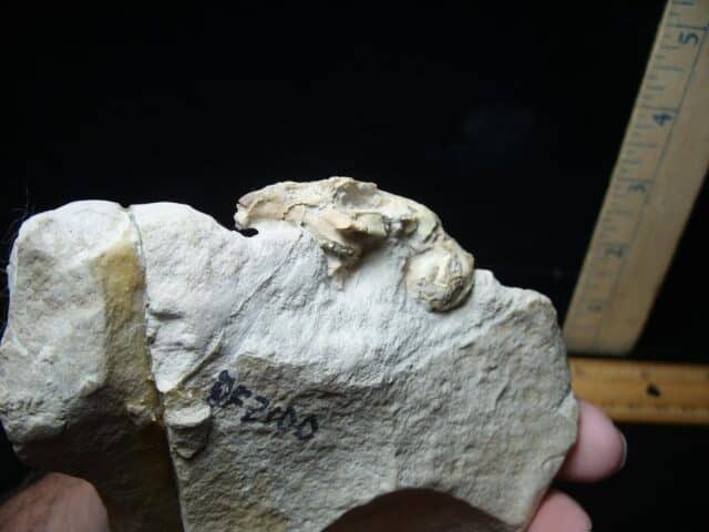 Fossilized Rabbit Skull and Bones(070224a) - Image 4