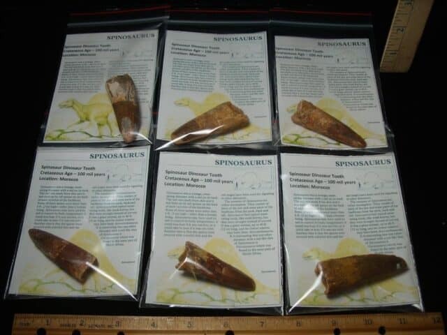Authentic Spinosaurus Dinosaur Tooth (077724a)