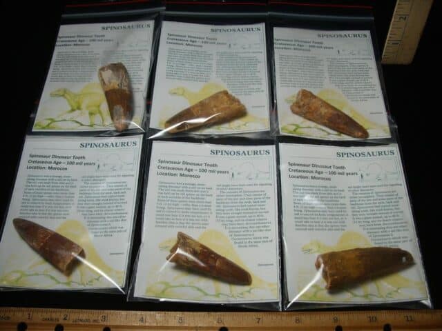 Authentic Spinosaurus Dinosaur Tooth (077724a) - Image 2