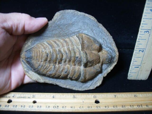 Rare “Large” Fossilized Trilobite – Calymenella sp, Bergero (072424b) - Image 2