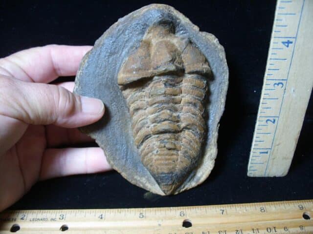 Rare “Large” Fossilized Trilobite – Calymenella sp, Bergero (072424b) - Image 3