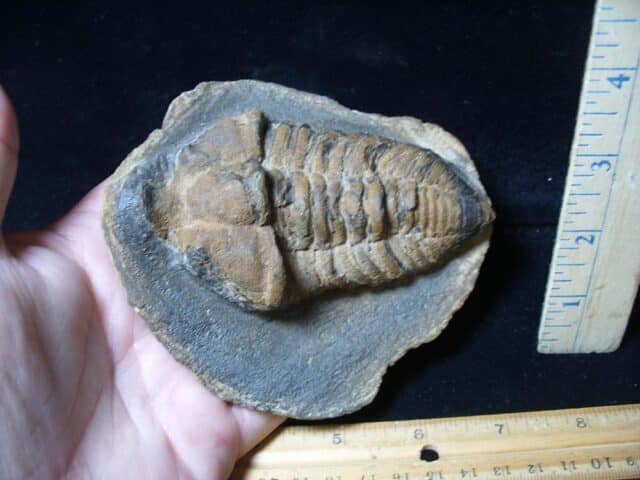 Rare “Large” Fossilized Trilobite – Calymenella sp, Bergero (072424b) - Image 4