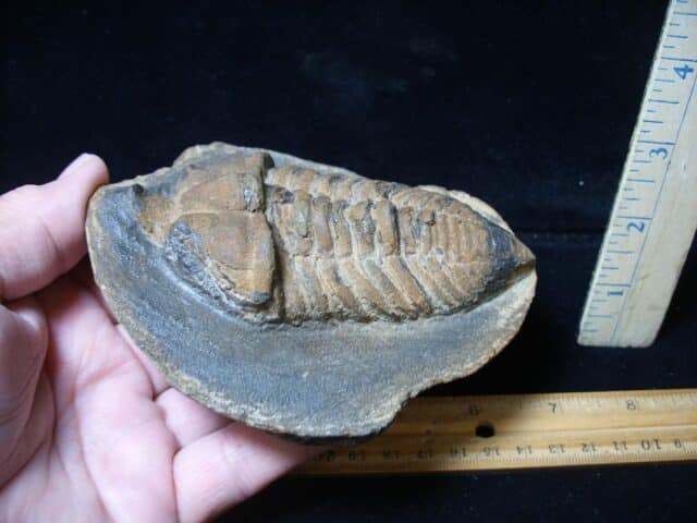 Rare “Large” Fossilized Trilobite – Calymenella sp, Bergero (072424b) - Image 5