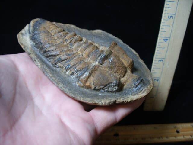 Rare “Large” Fossilized Trilobite – Calymenella sp, Bergero (072424b)